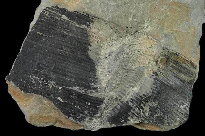 Pennsylvanian Horsetail (Calamites) Fossil - Kentucky #136818